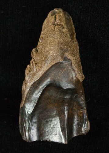 Large Worn Triceratops Tooth - #5688